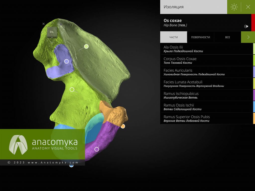 ANATOMYKA - приложение для анатомии человека