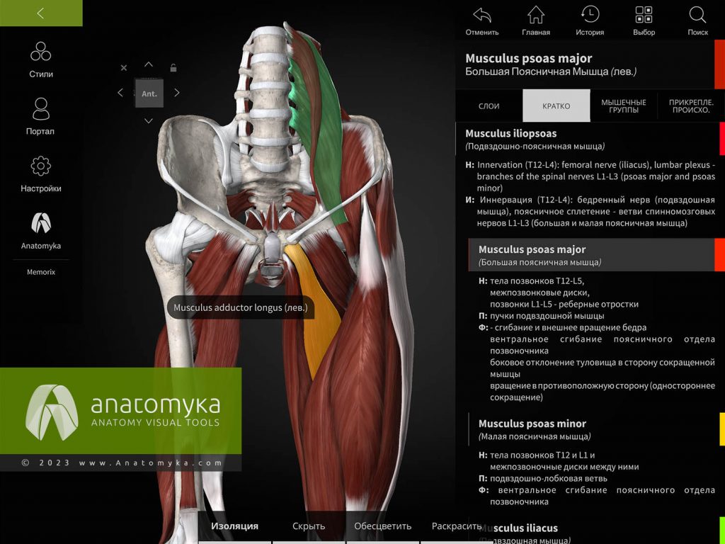 ANATOMYKA - приложение для анатомии человека