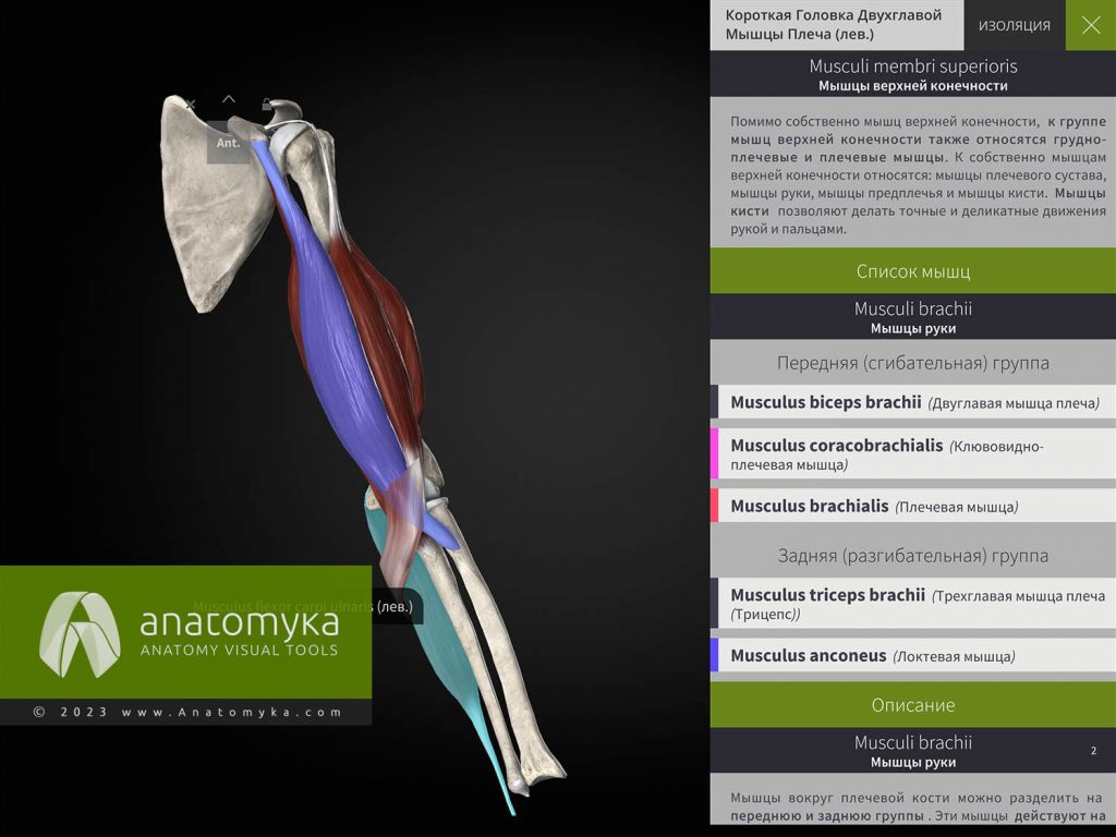 ANATOMYKA - приложение для анатомии человека