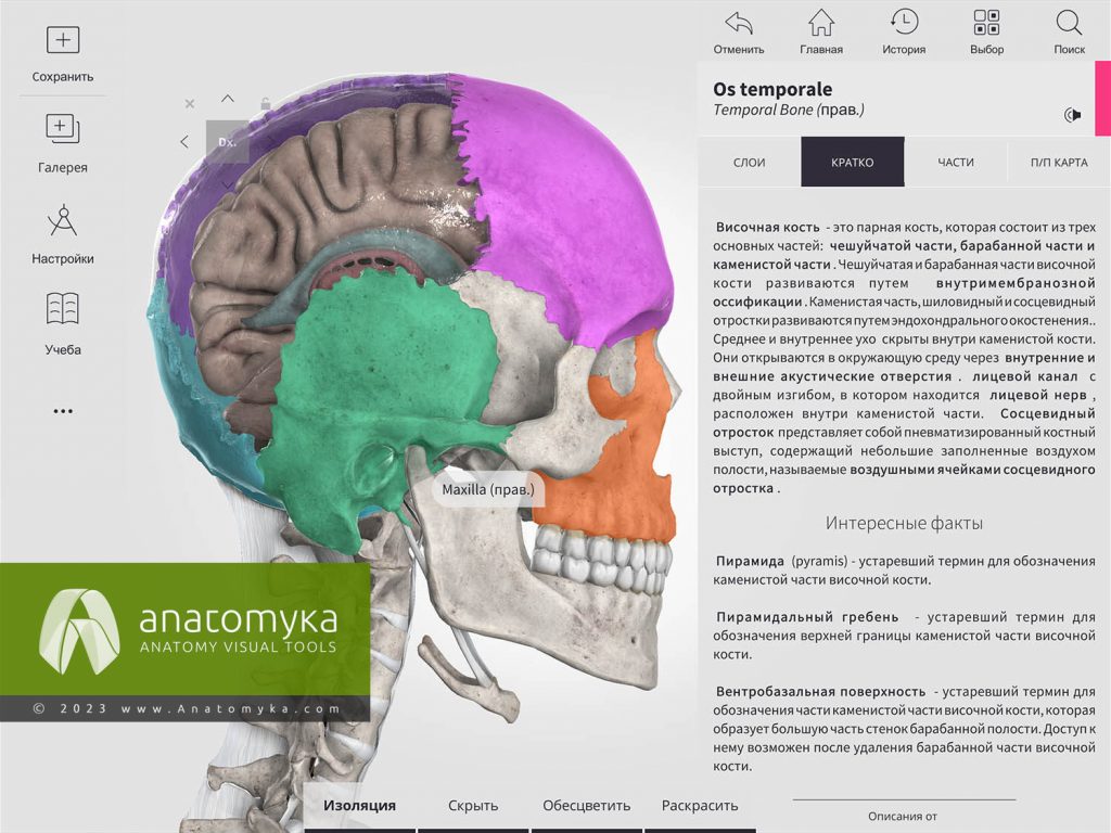 ANATOMYKA - приложение для анатомии человека