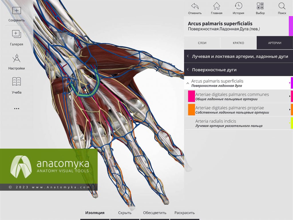 ANATOMYKA - приложение для анатомии человека