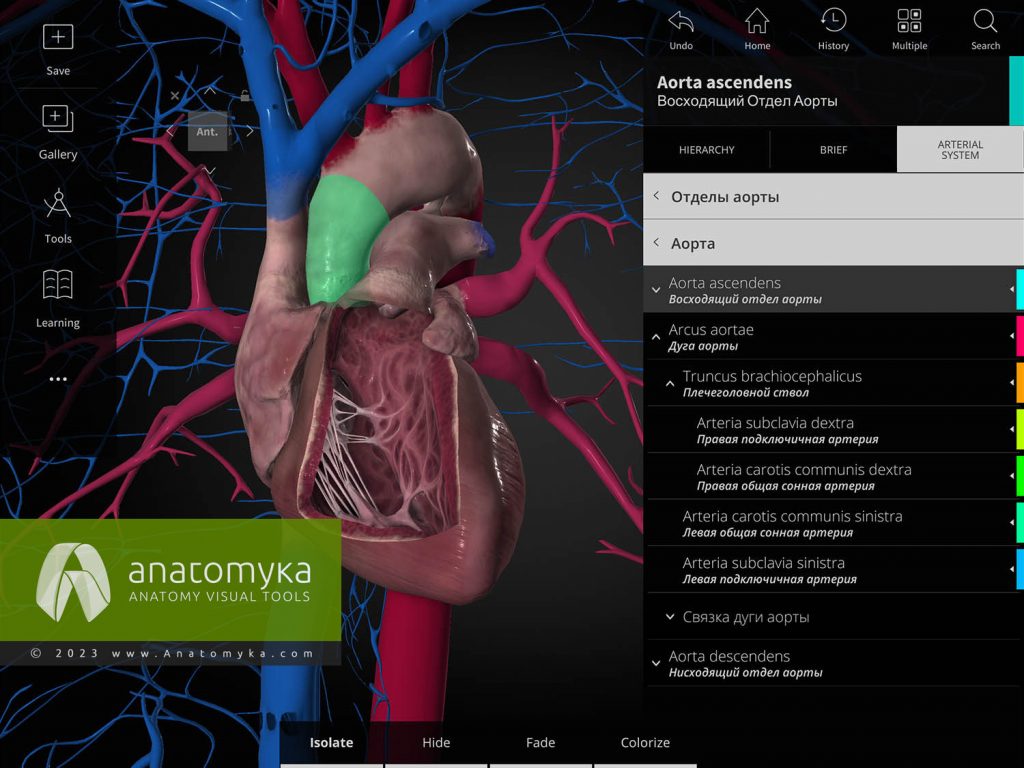 ANATOMYKA - приложение для анатомии человека