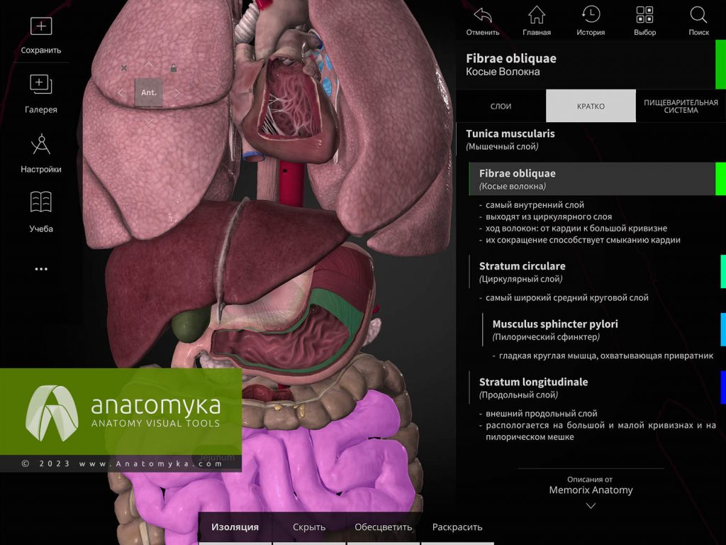 ANATOMYKA - приложение для анатомии человека