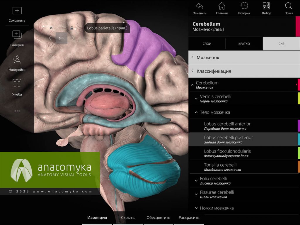 ANATOMYKA - приложение для анатомии человека