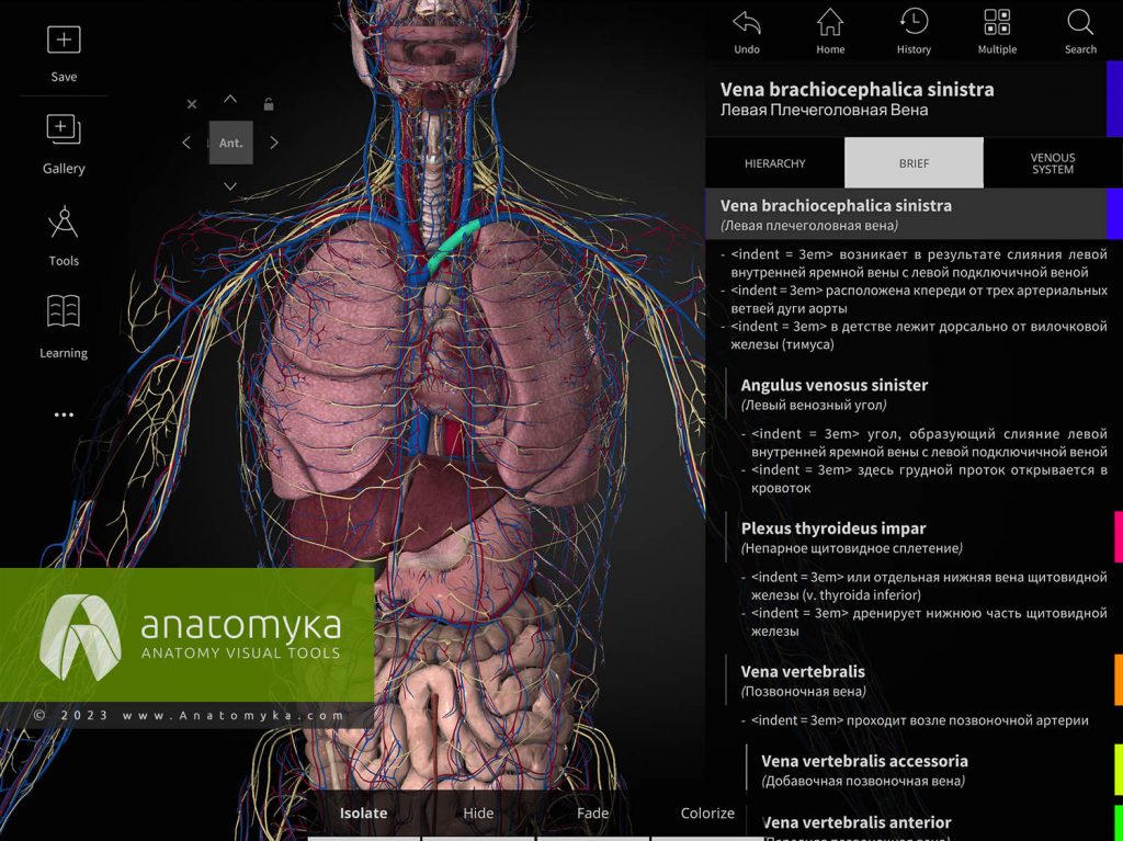 ANATOMYKA - приложение для анатомии человека