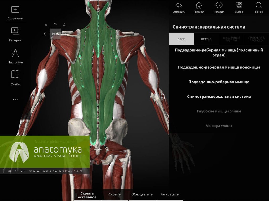ANATOMYKA - приложение для анатомии человека