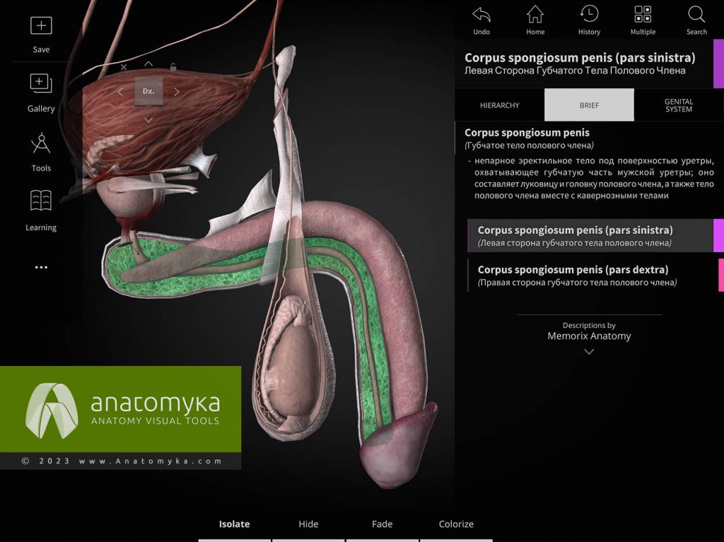 ANATOMYKA - приложение для анатомии человека