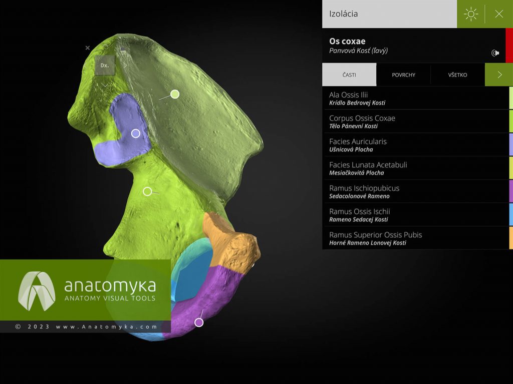 Anatomyka - aplikácia pre výučbu anatómie človeka