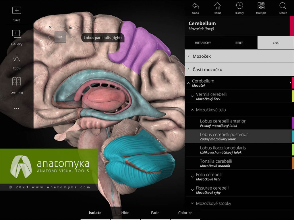 Anatomyka - aplikácia pre výučbu anatómie človeka
