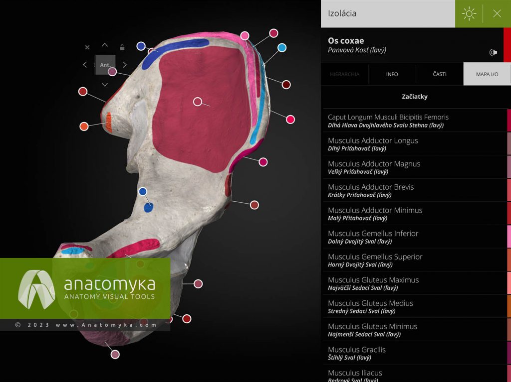 Anatomyka - aplikácia pre výučbu anatómie človeka