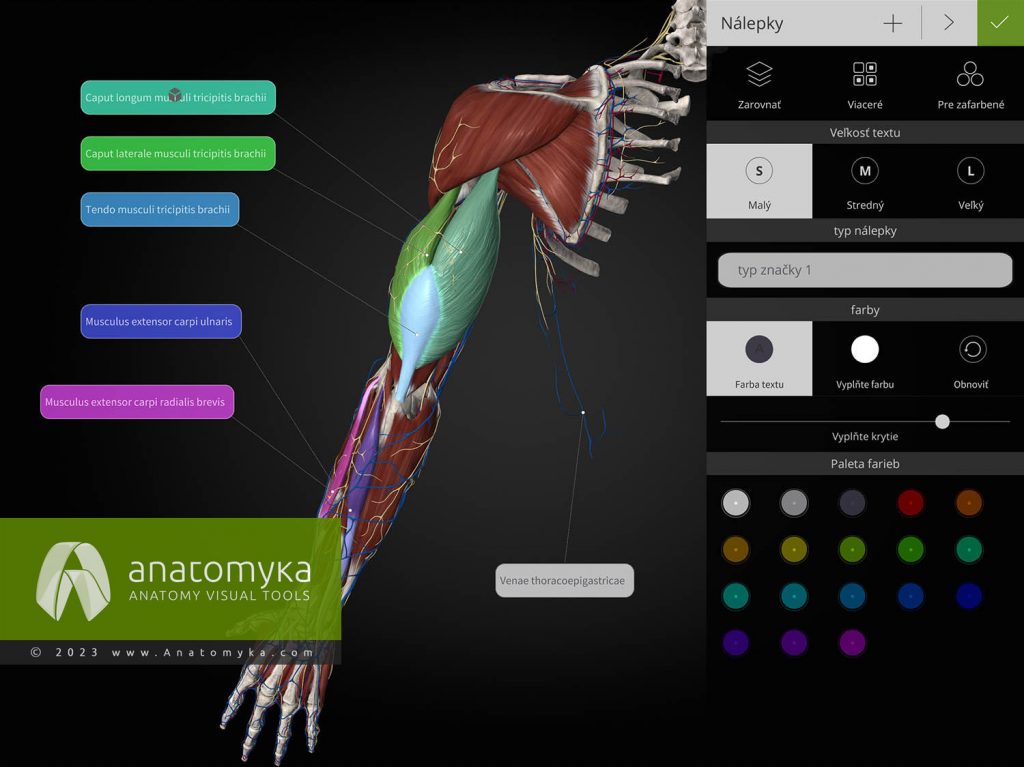 Anatomyka - aplikácia pre výučbu anatómie človeka