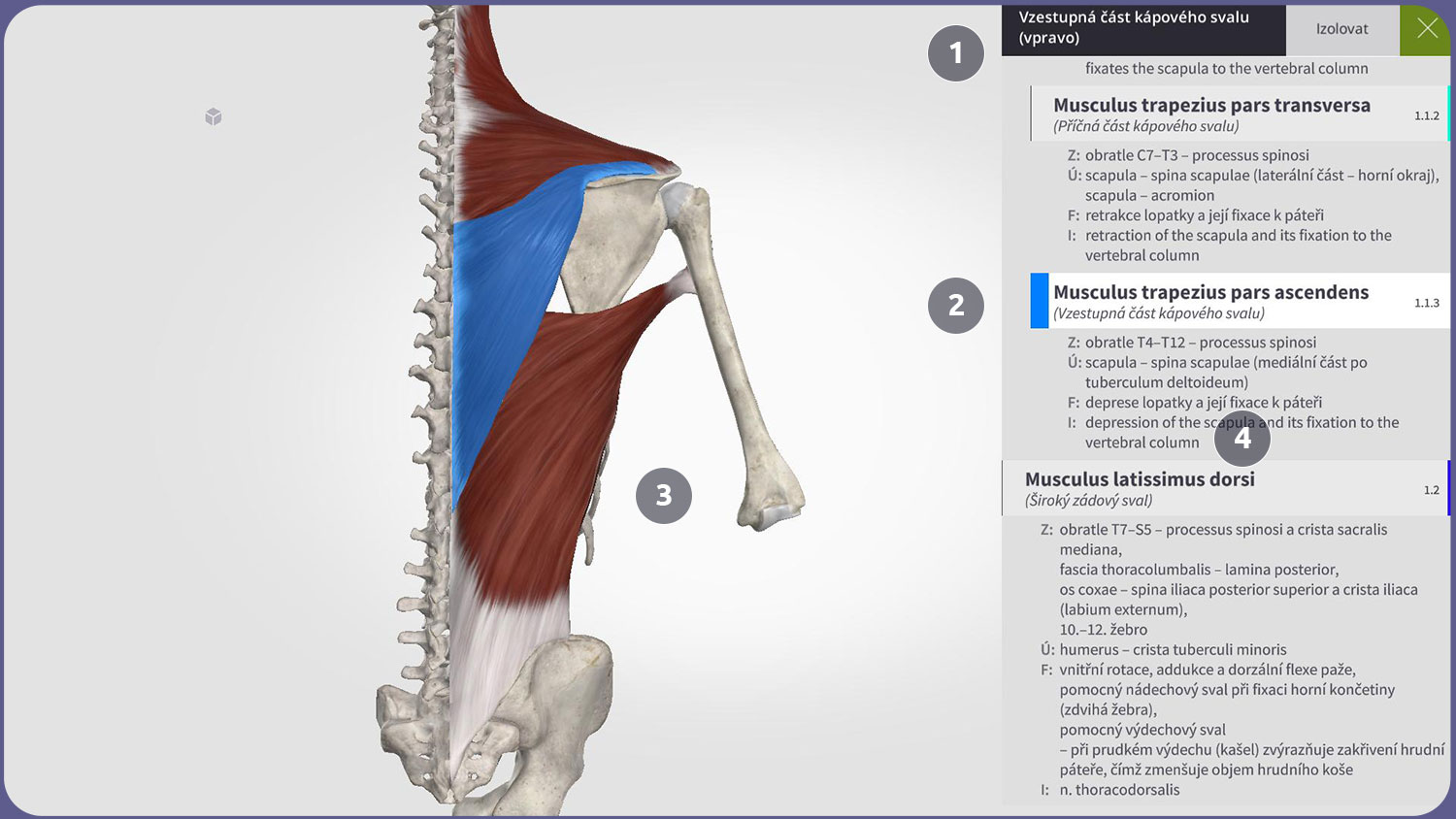 Uživatelské rozhraní Anatomyka