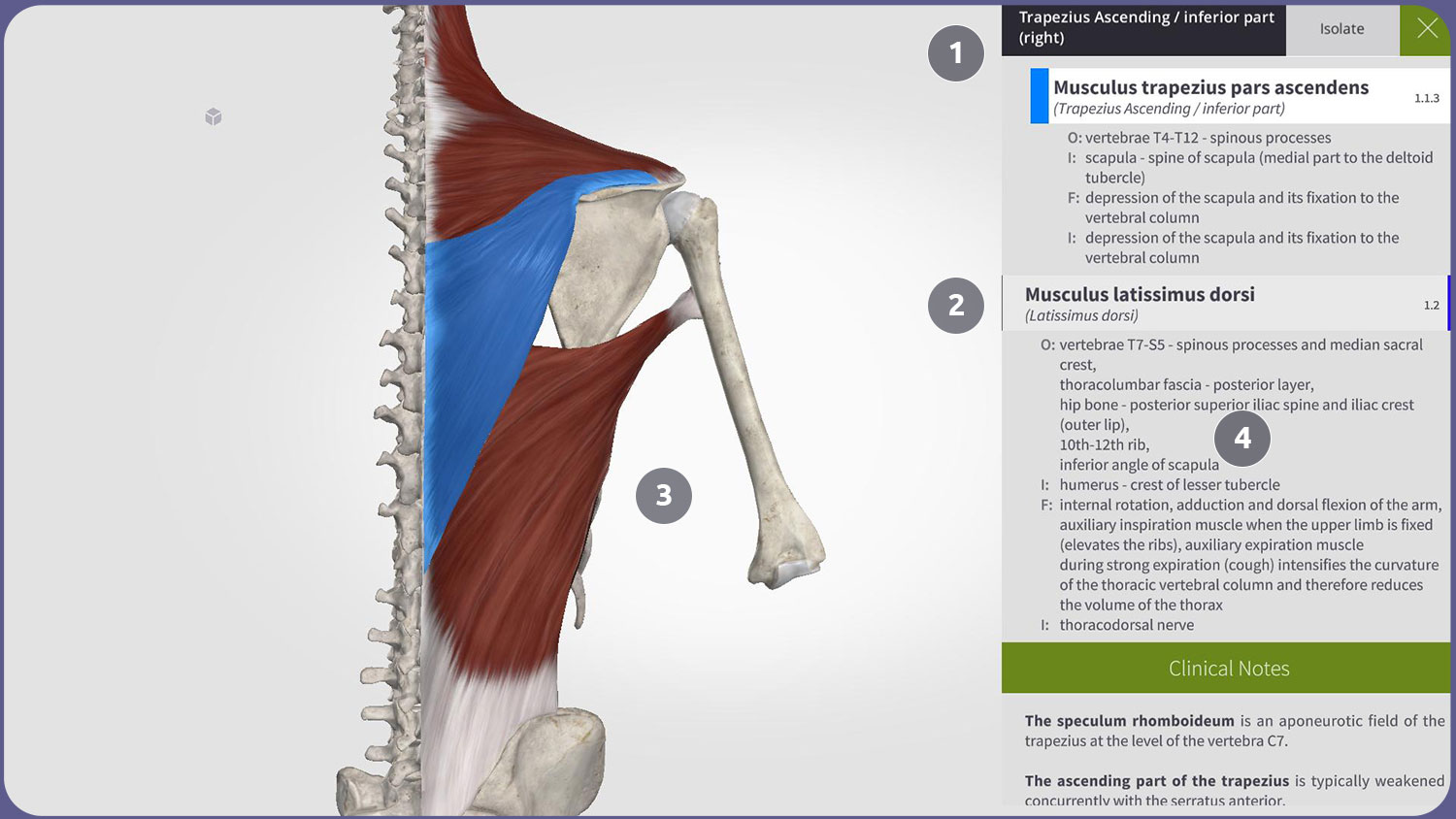 Anatomyka User interface