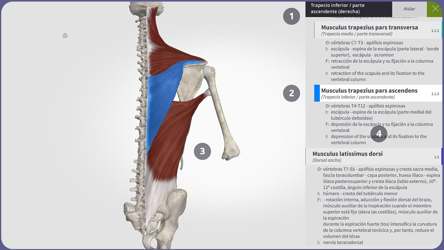 Interfaz de usuario de Anatomyka