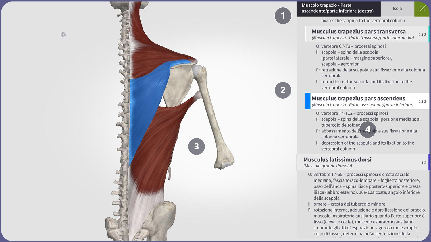 Interfaccia utente di Anatomyka