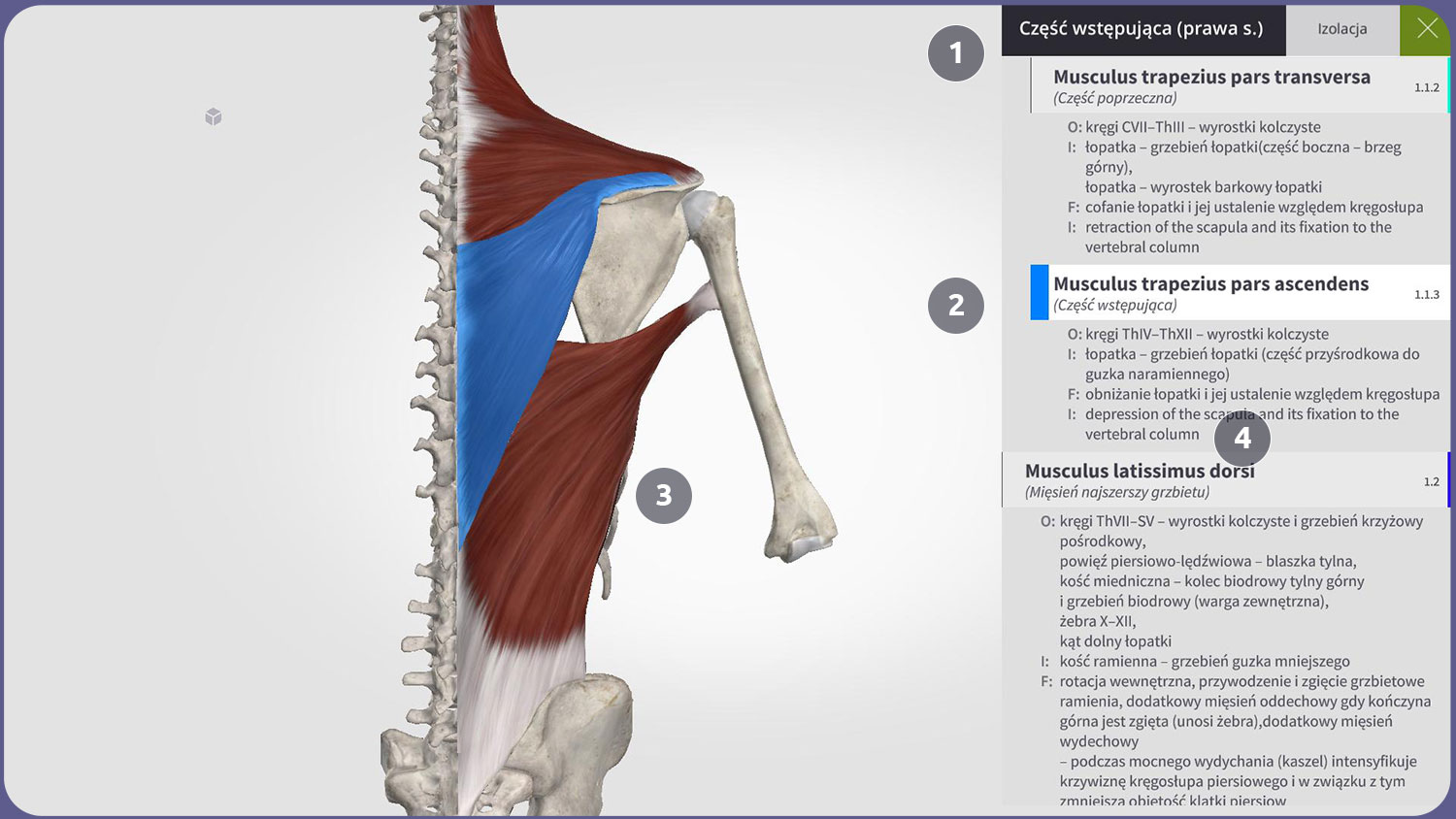 Interfejs użytkownika Anatomyka