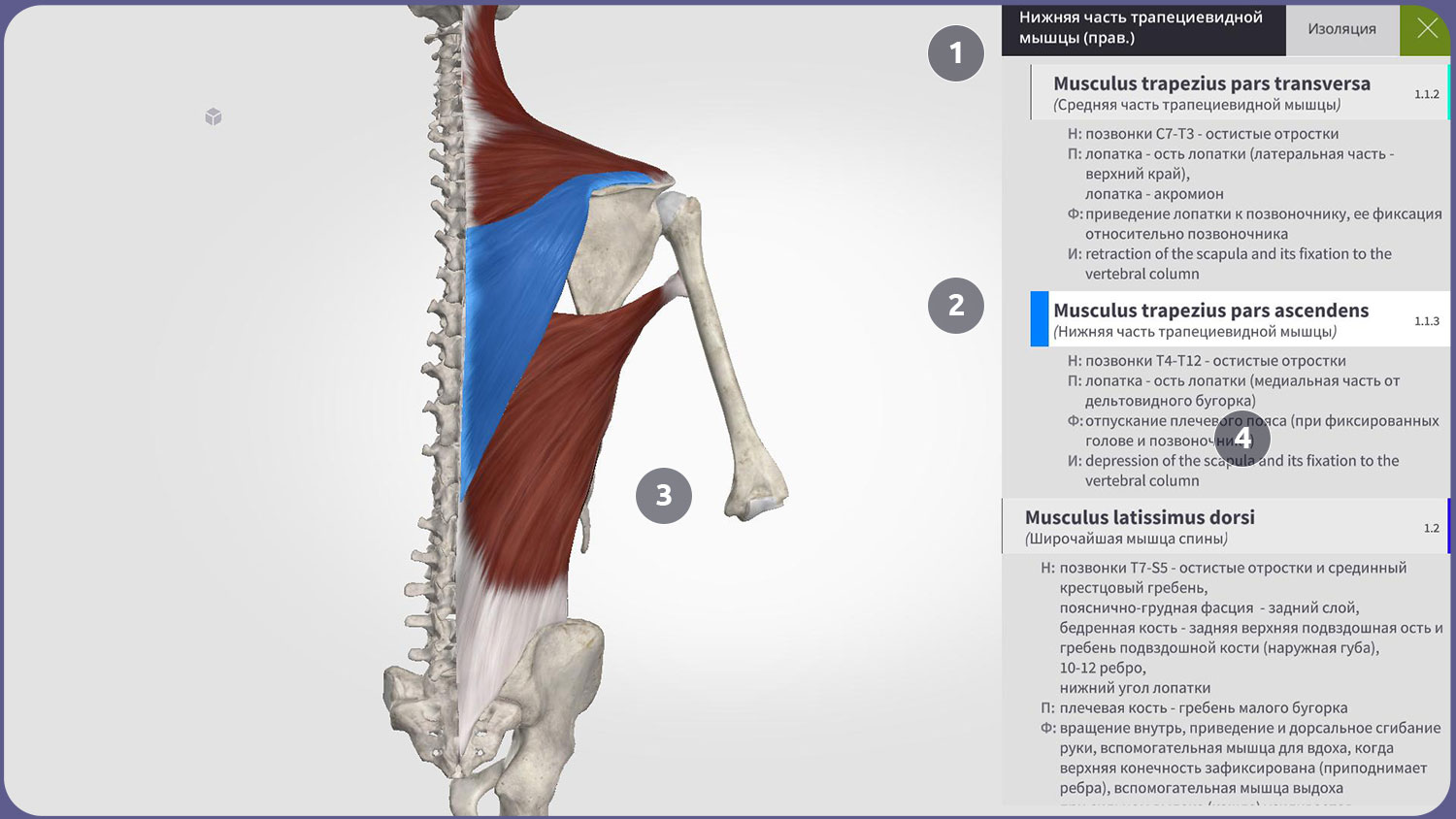 Пользовательский интерфейс Anatomyka