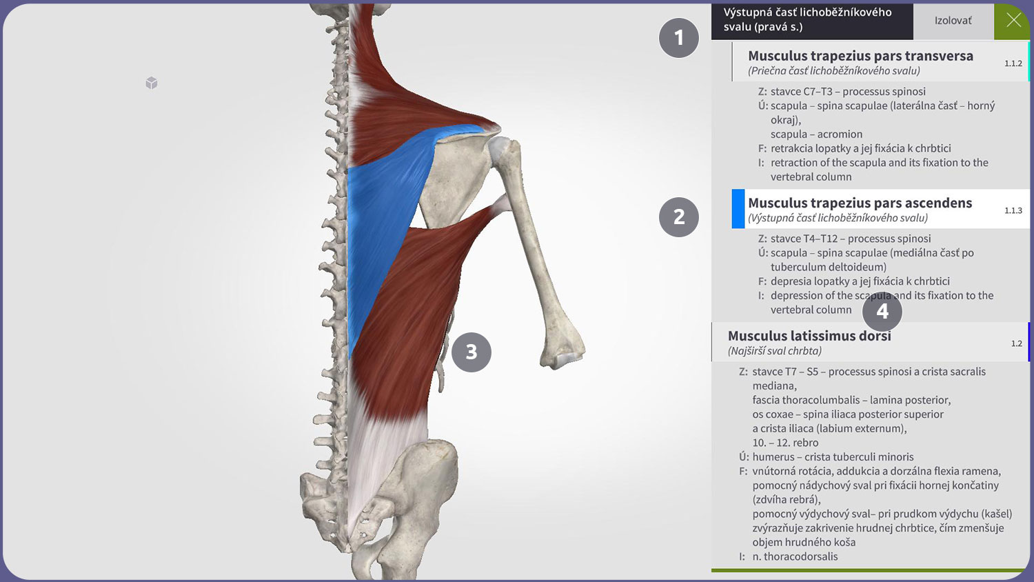 Používateľské rozhranie Anatomyka