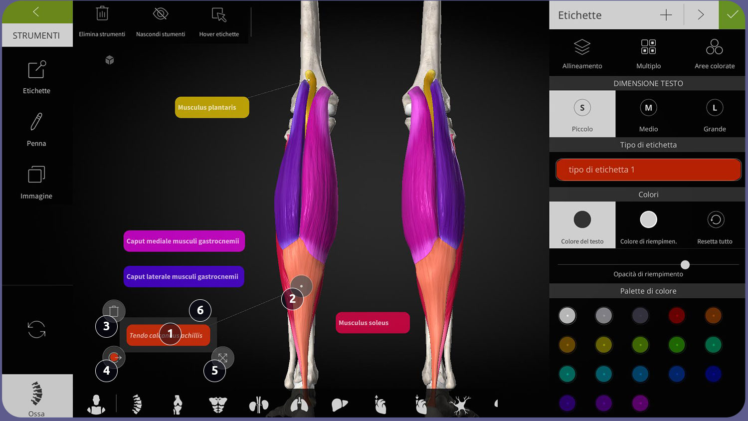 Interfaccia utente di Anatomyka