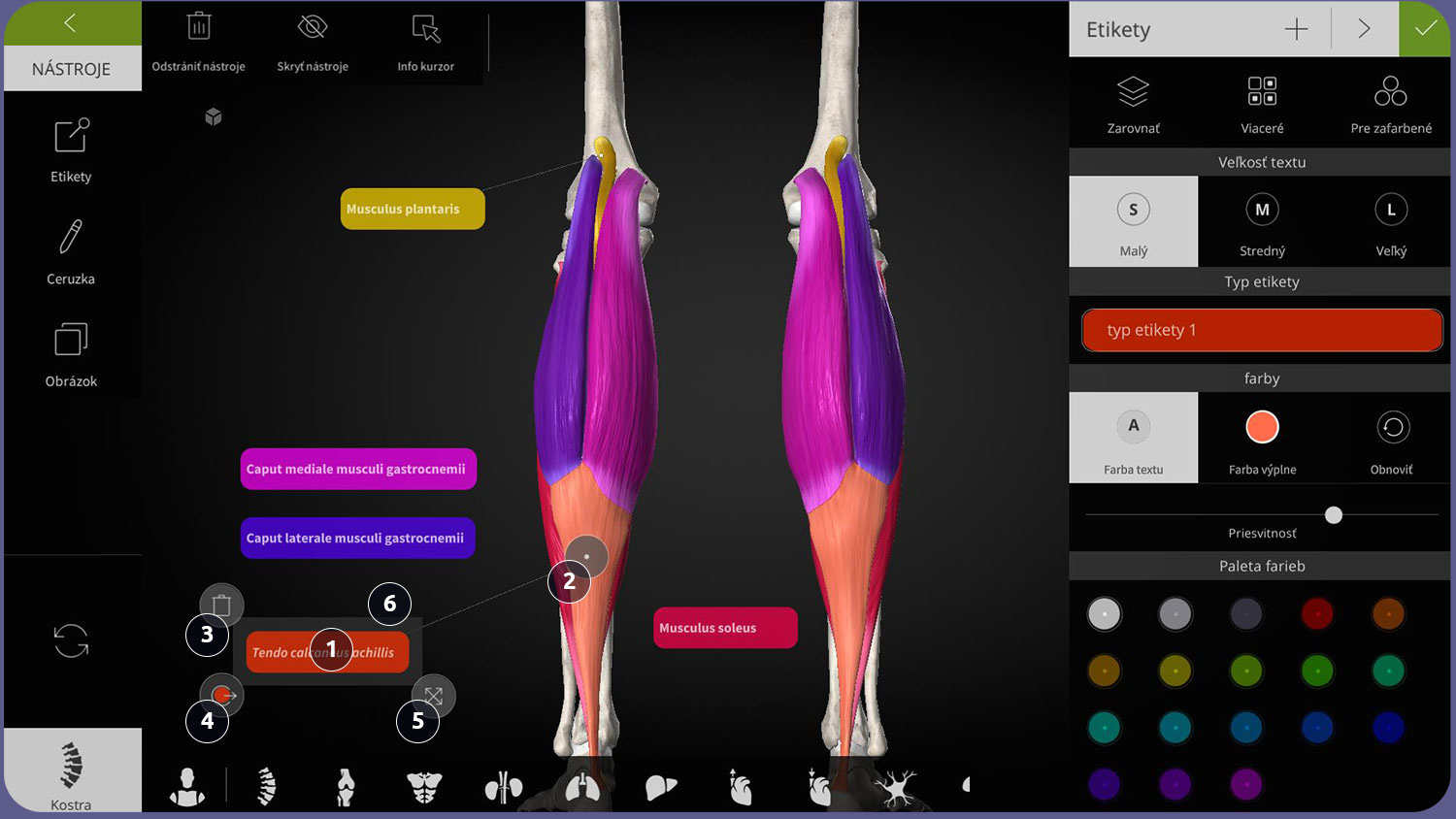 Používateľské rozhranie Anatomyka