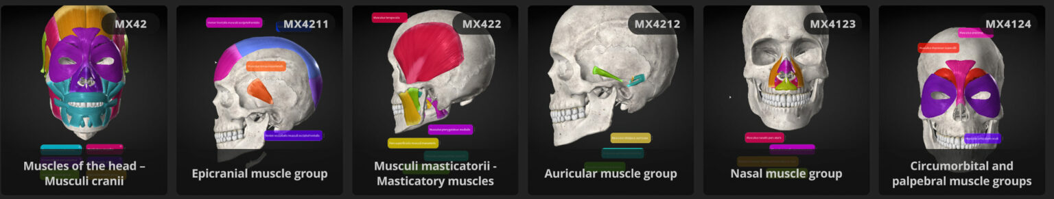 Anatomyka e-posters