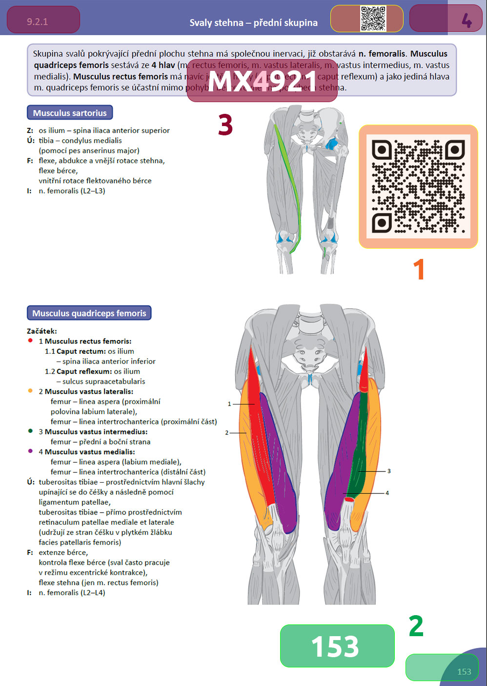Memorix anatomyka eposter