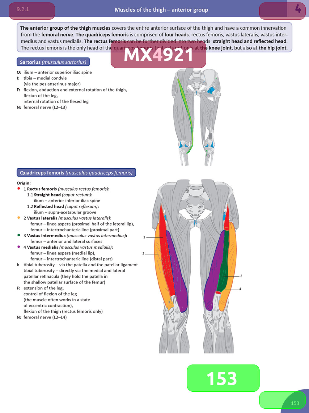 Memorix anatomyka eposter