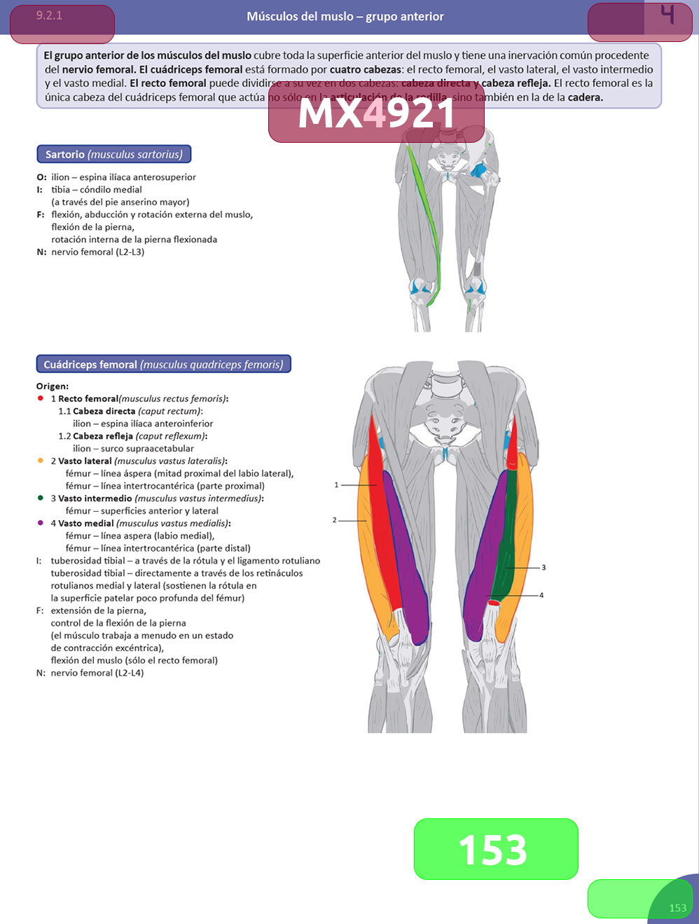 Memorix anatomyka eposter