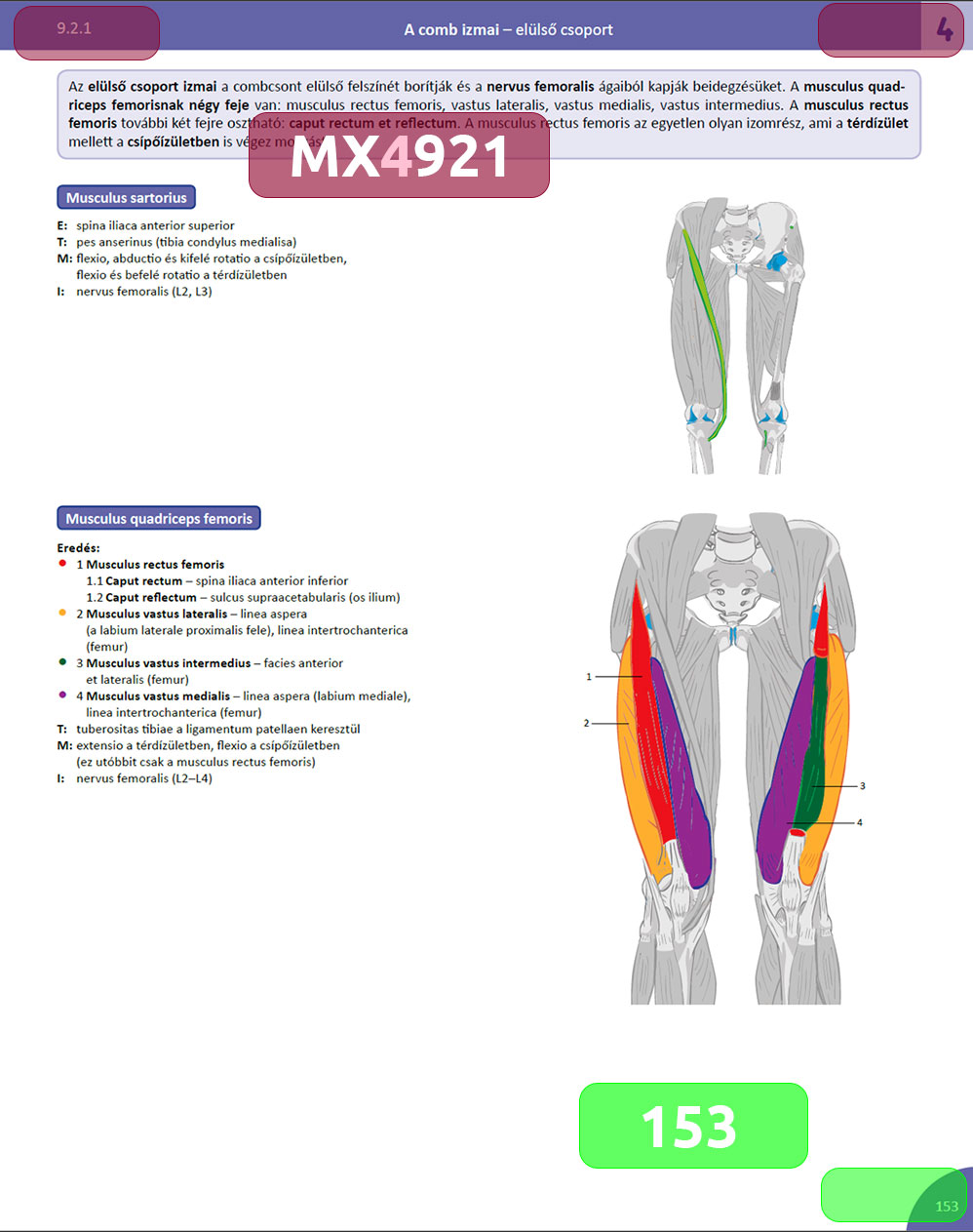 Memorix anatomyka eposter