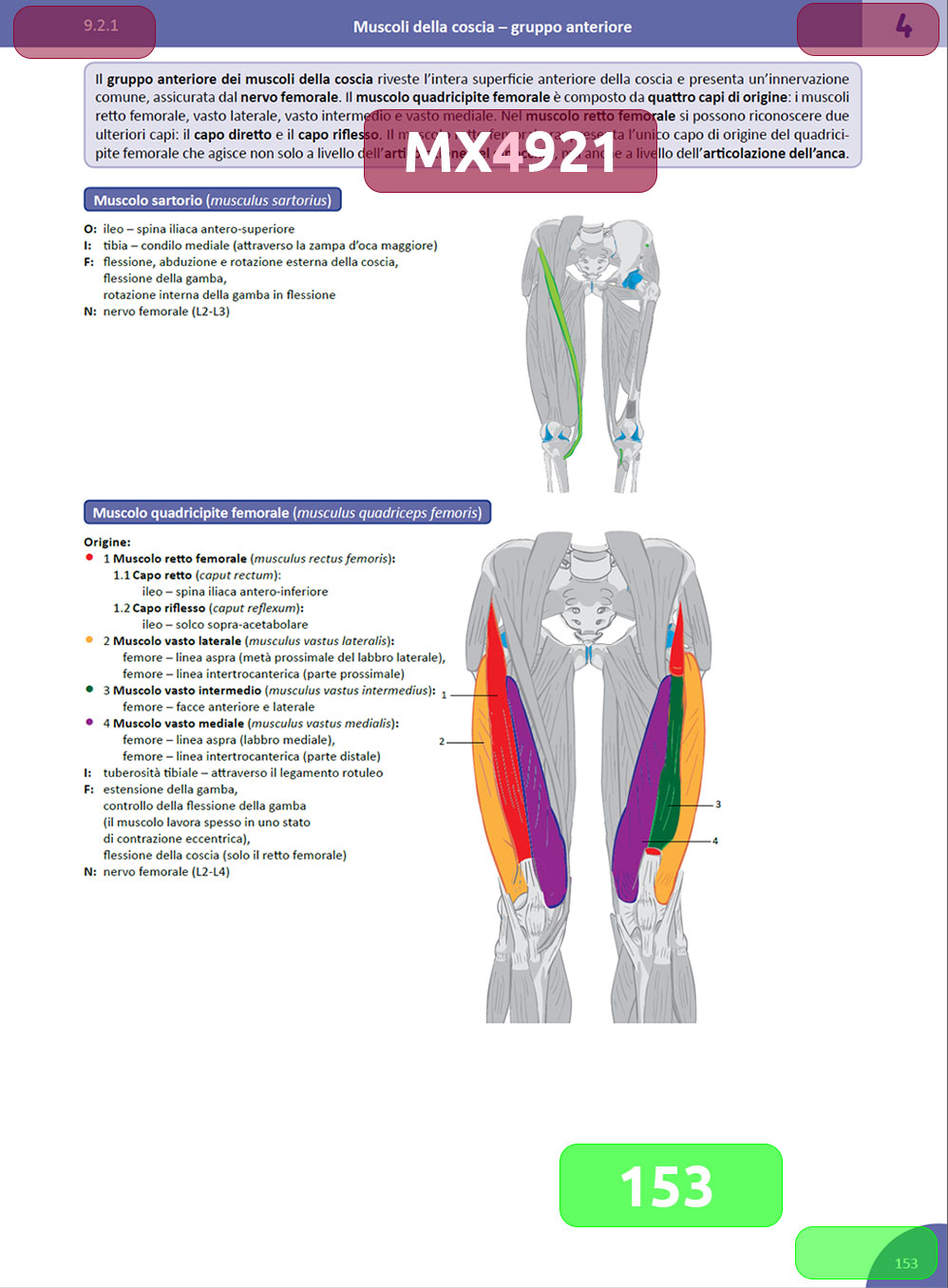 Memorix anatomyka eposter