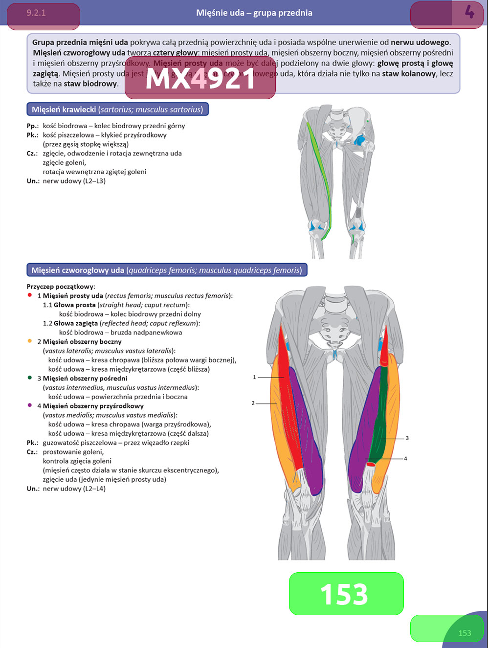 Memorix anatomyka eposter